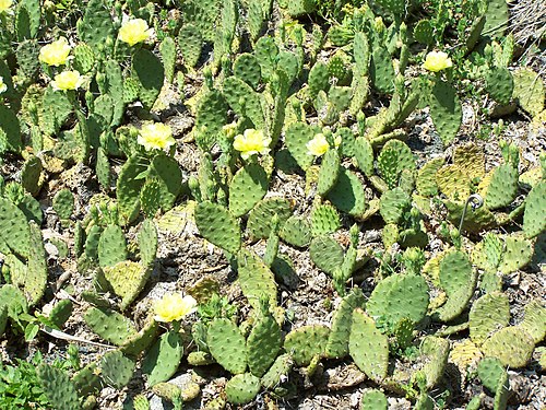 Eastern prickly pear